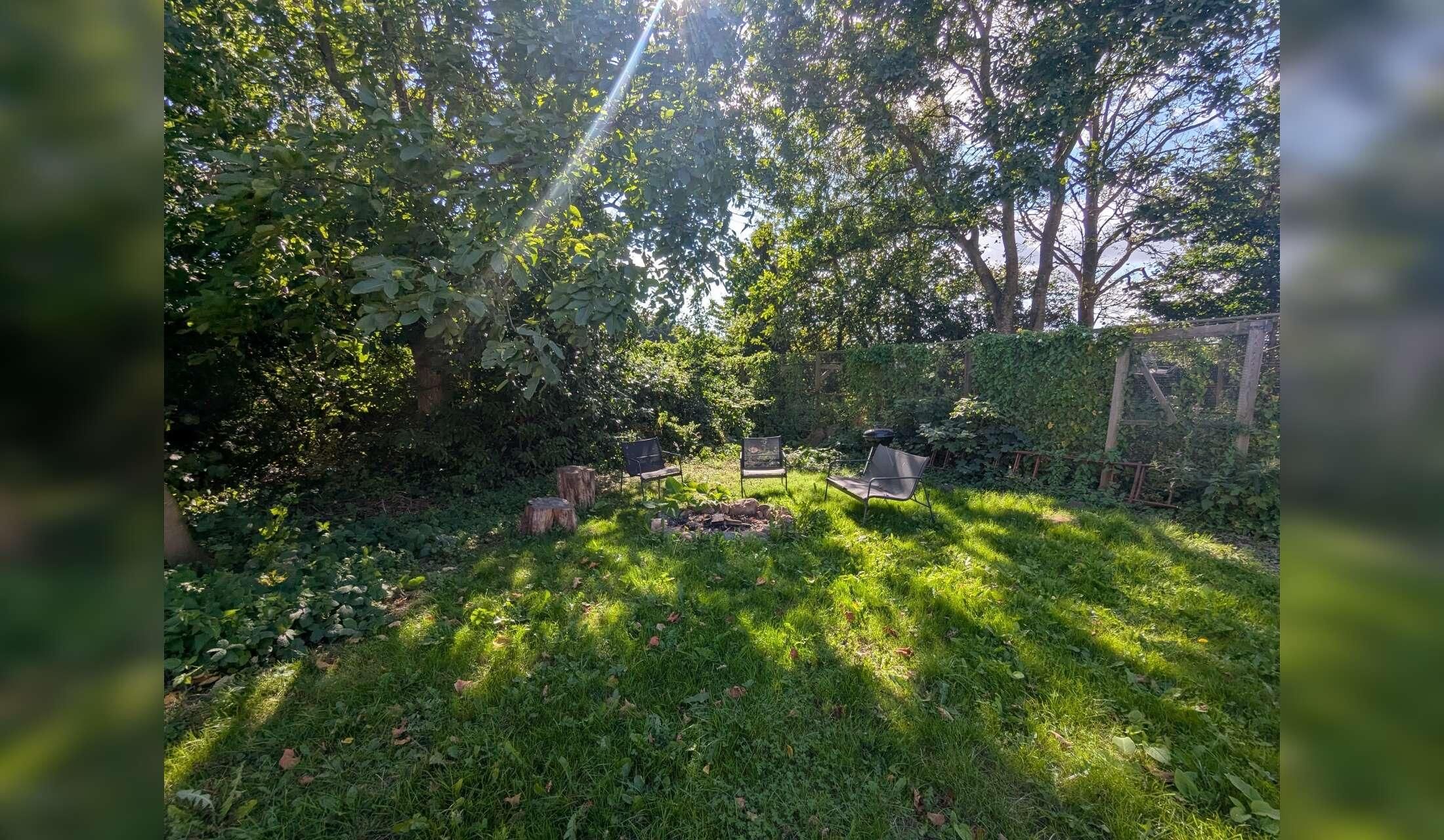 Cat Sitters Wanted - 1 week in November (rural Denmark) - Image 2