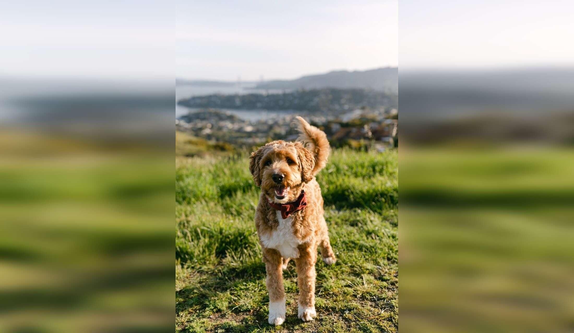 House/Pet Sitter wanted for Nov 18-Dec 5 - Image 2