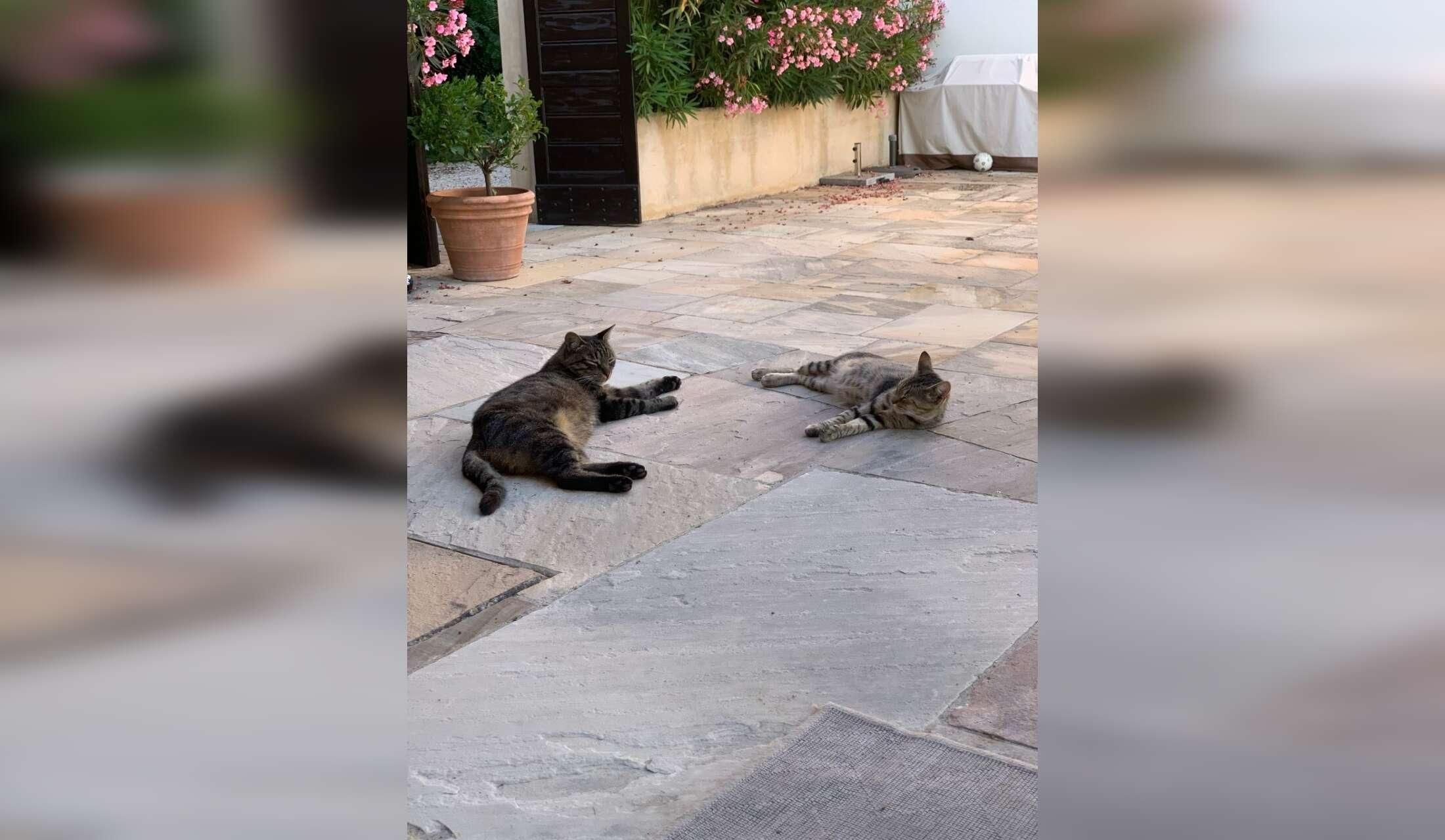 Looking for Italy lovers who like to look after our Countryhouse and 3 cats - Image 6