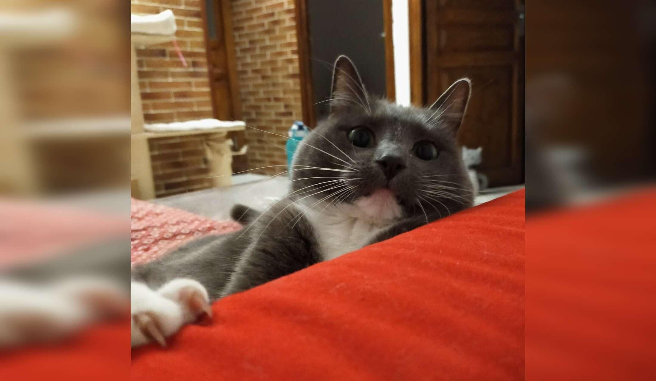 Sitter required for 2 cats in Barcelona - Image 4