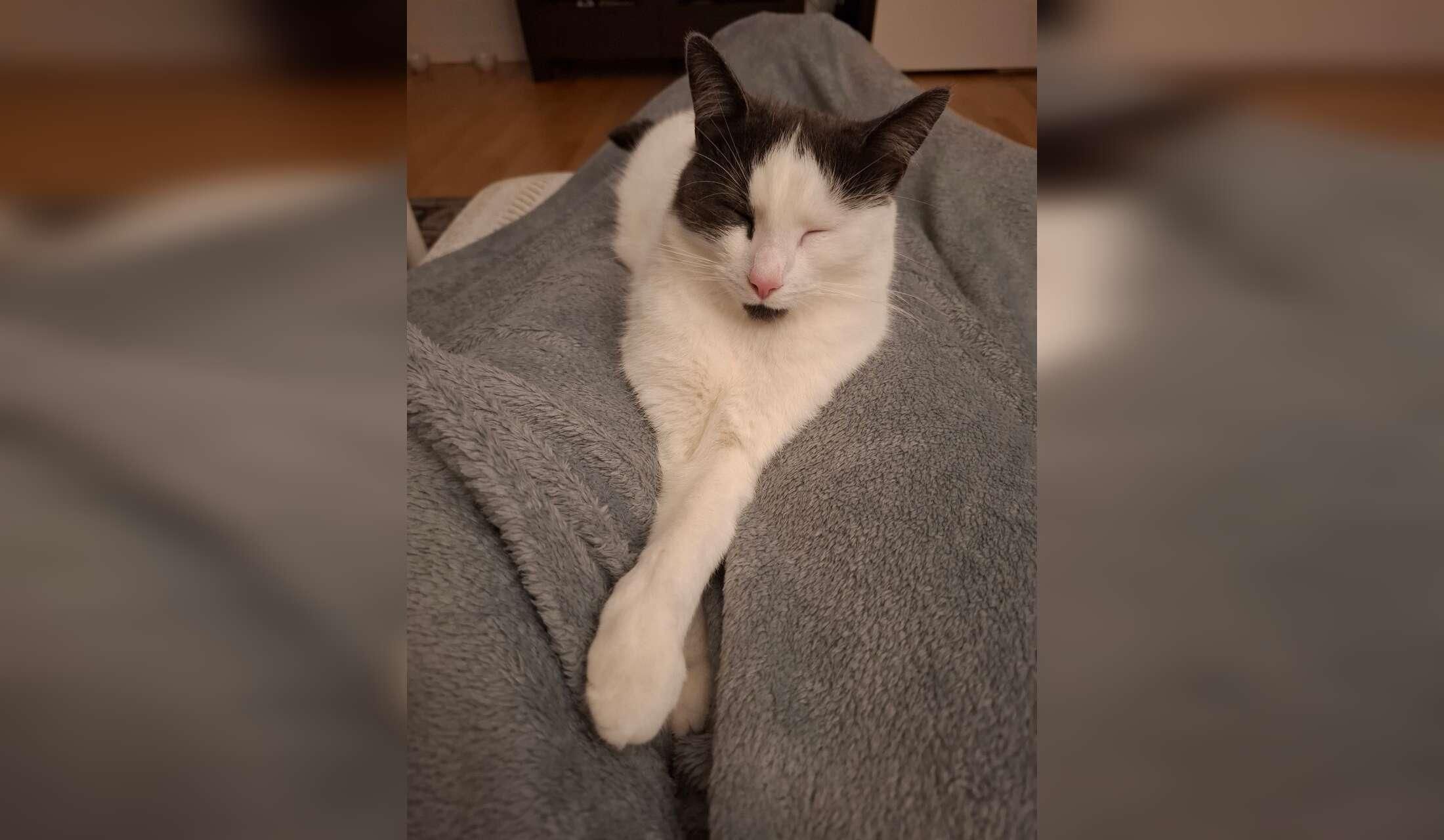 Mainly catsitting for 2 angels in Aarhus - Image 3