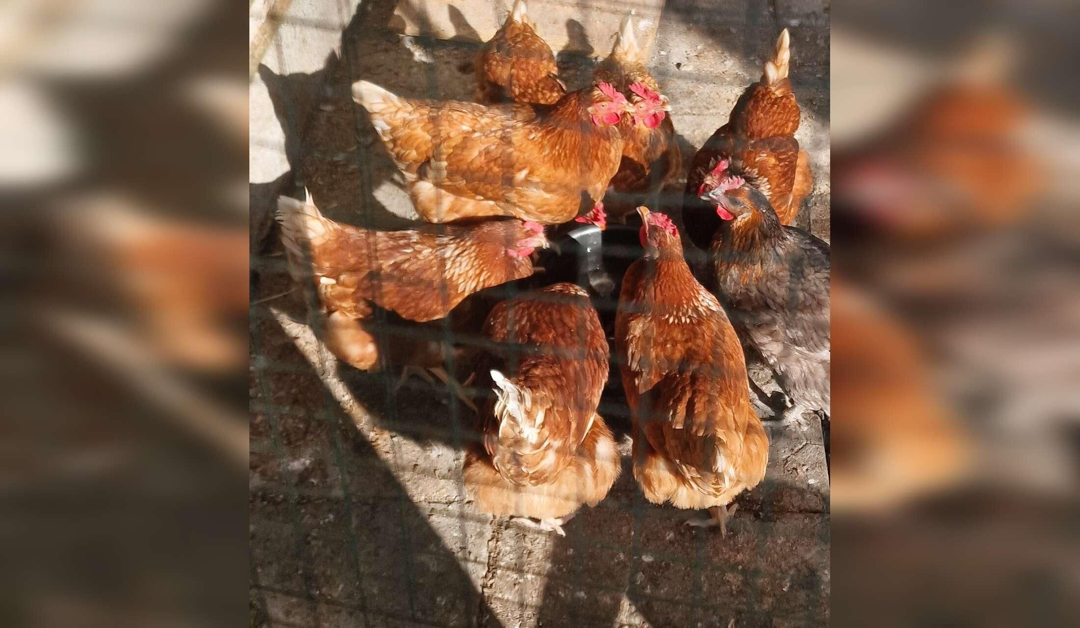 Stay in an Irish country cottage with cats and chickens - Image 5