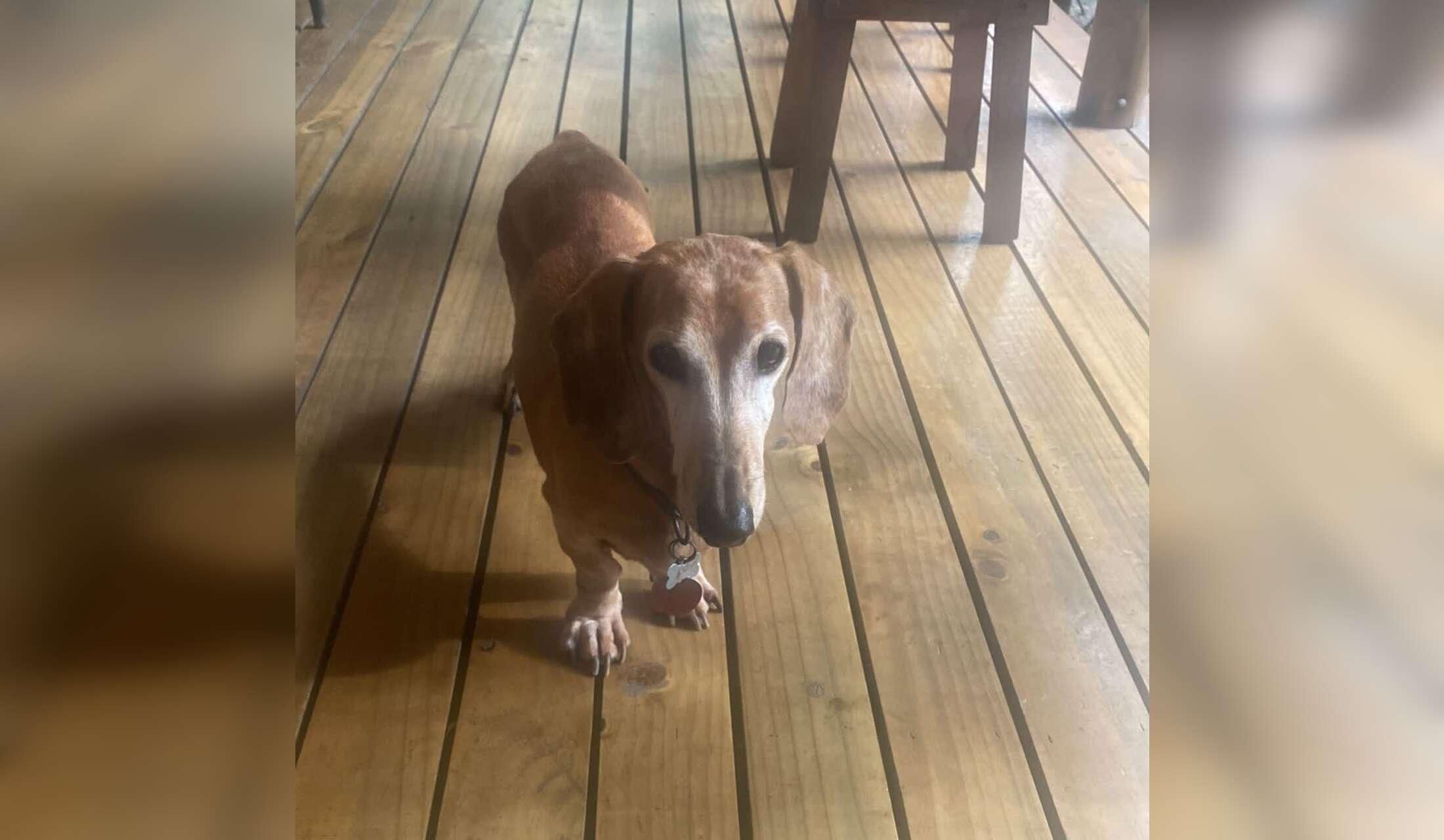 Dog Sitter for our sweet old baby