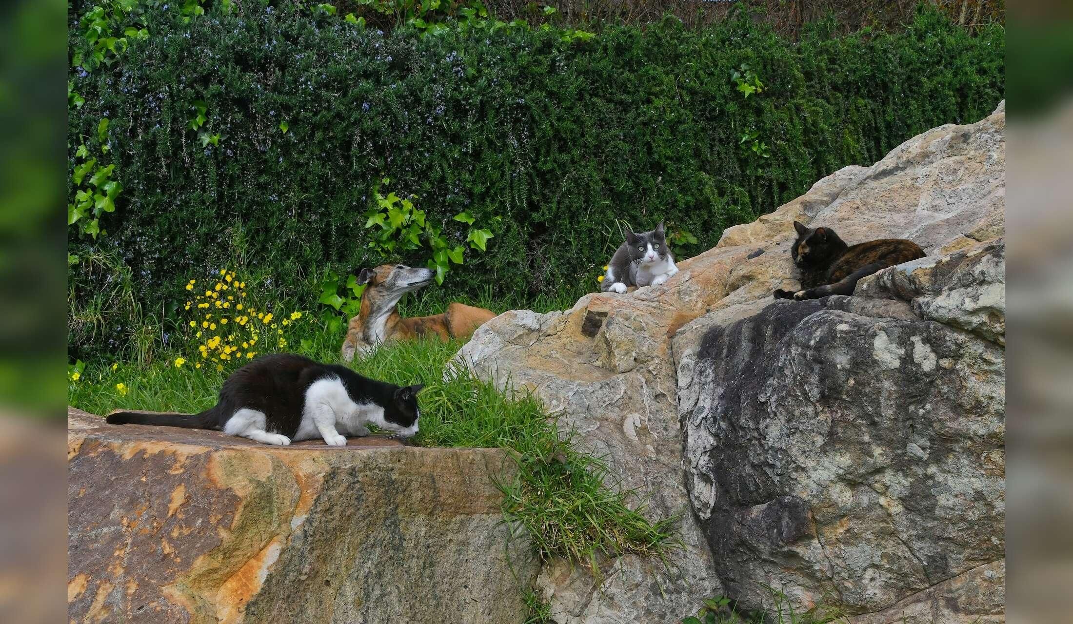 Dog & three cats – rural house sit near Tarifa, long stay for nature lovers - Image 6