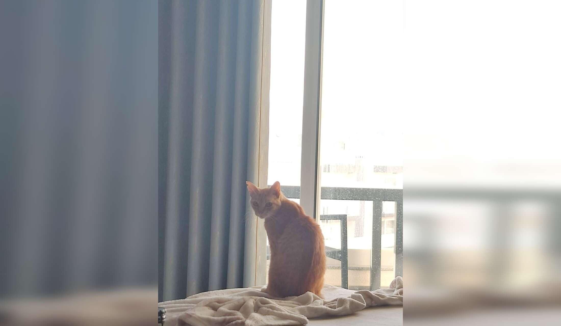Malta Vegan Home: Private Ensuite Room, Plant-Based Cat Care - Image 7