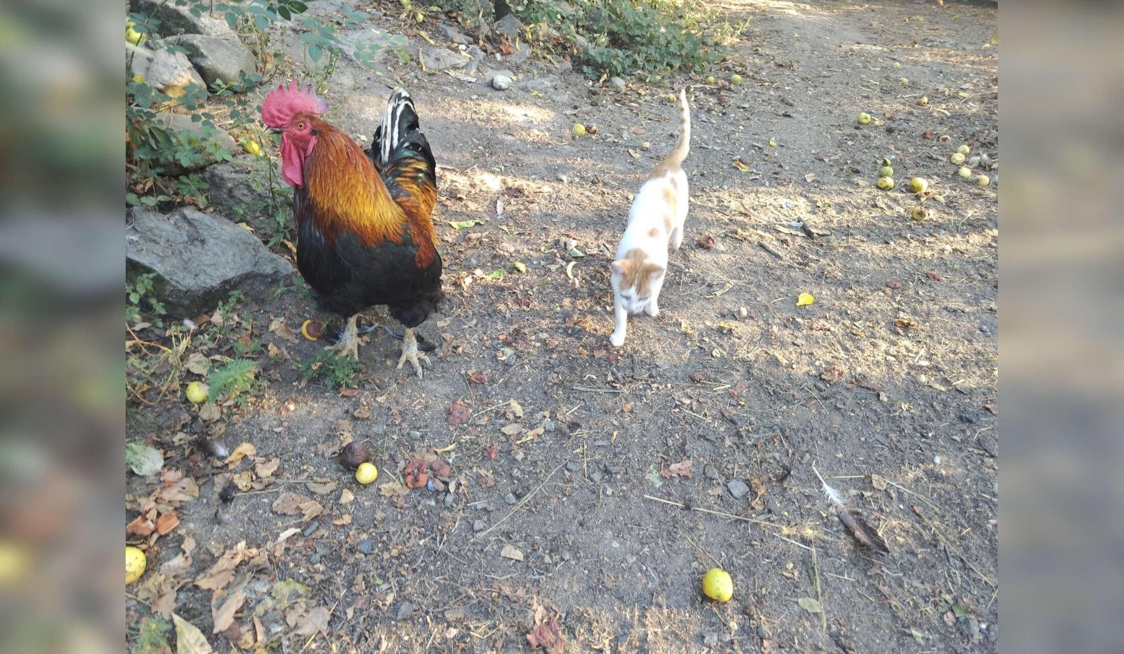 Secluded farmhouse in the Banat hills with a great view, close to the danube. Dogs, cats, chickens - Image 9