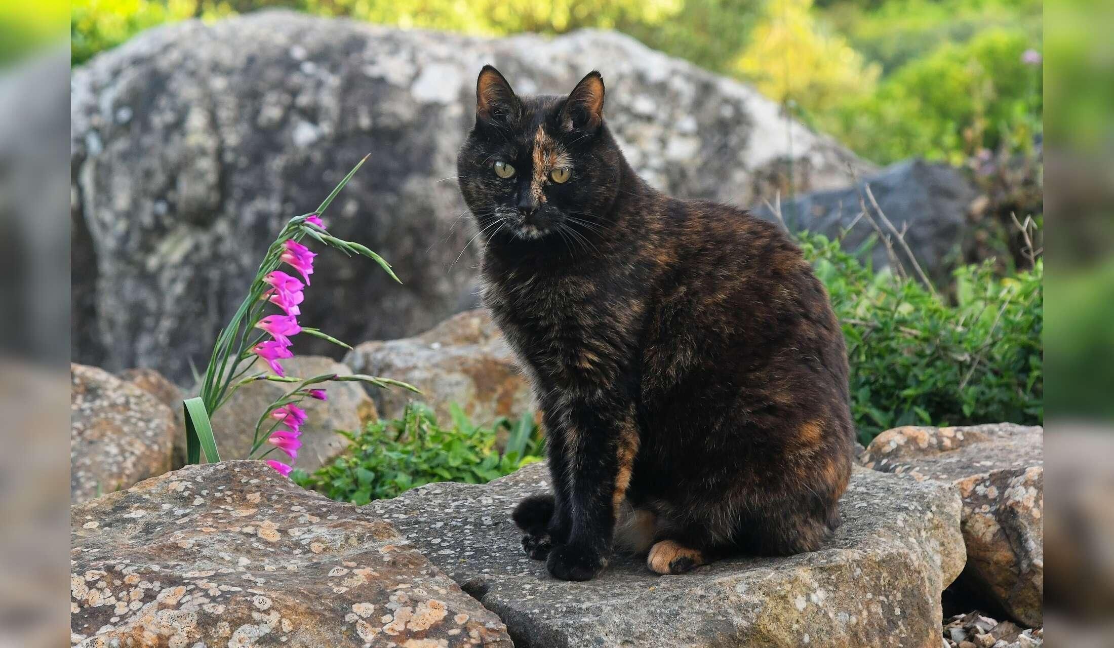 Dog & three cats – rural house sit near Tarifa, long stay for nature lovers - Image 8