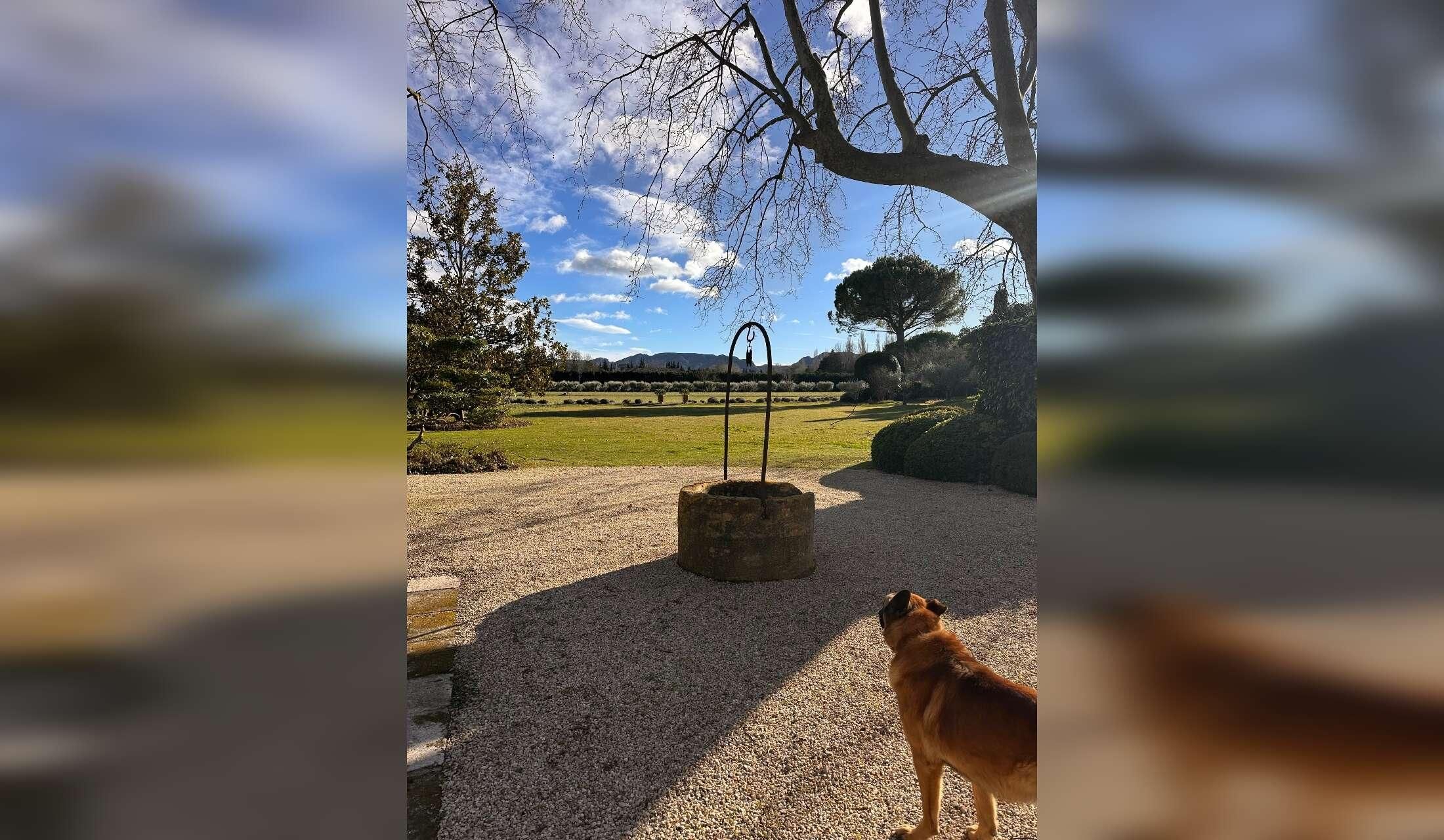 A Belgian shepherd dog, three cats and a few chickens need you in Provence
