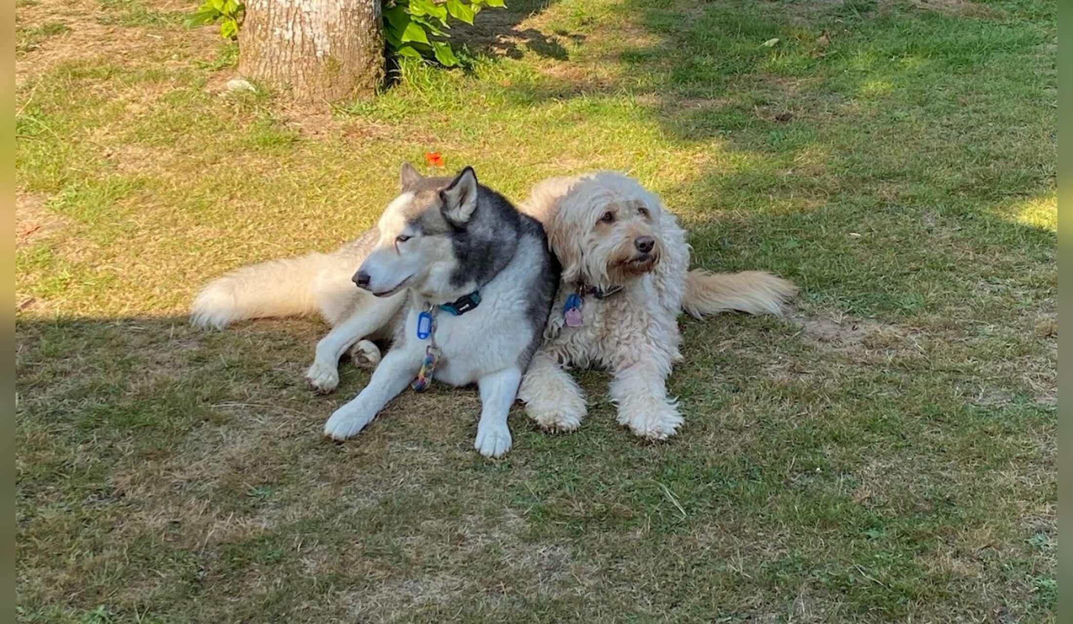 Take care of two quiet dogs, 100m from the beach in the beautiful historic town of Almuñecar, Andalusia, near Granada, Sierra Nevada and Malaga - Image 6