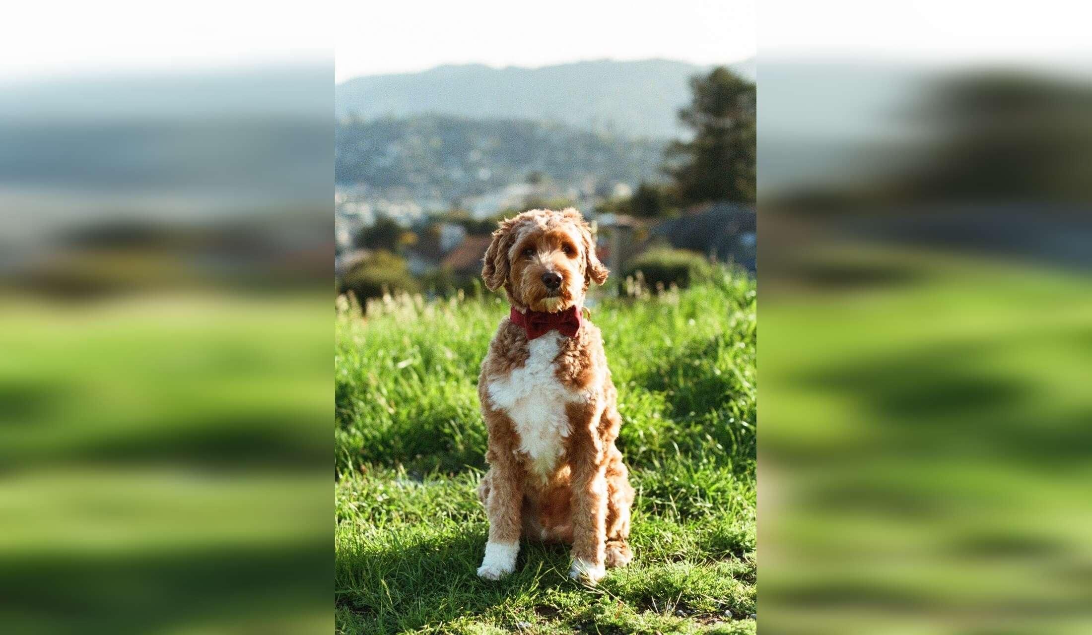 House/Pet Sitter wanted for Nov 18-Dec 5 - Image 3