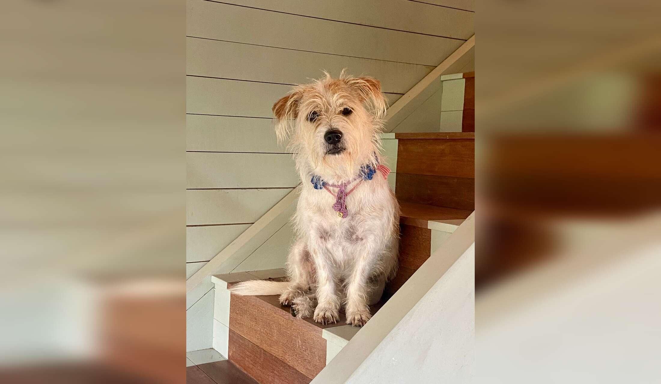 I’m looking for a kind, trustworthy, and responsible person to lovingly take care of my three dogs in Bali while I’m away - Image 2