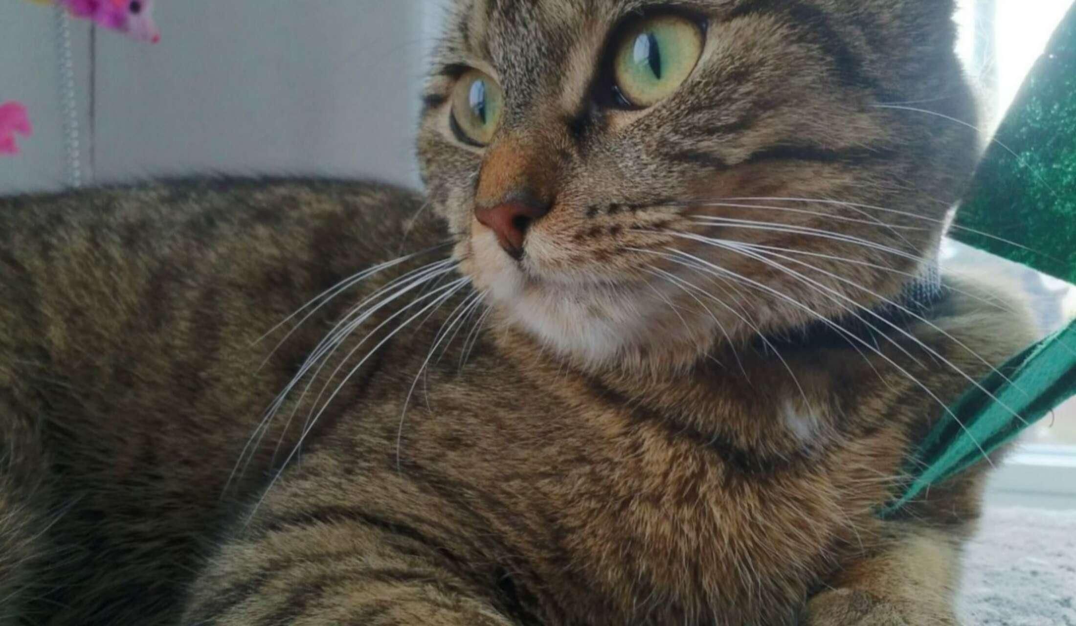 Care for 2 cats, 2 weeks in Sep/Oct in Leiden, the Netherlands - Image 2