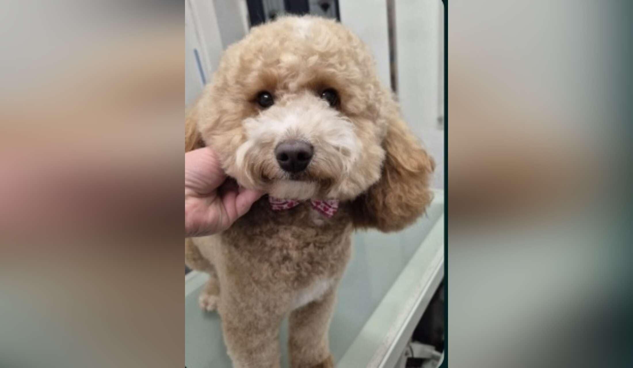 Nice house-sit in TW11 with good airy place and nice mini Labradoodle - Image 4