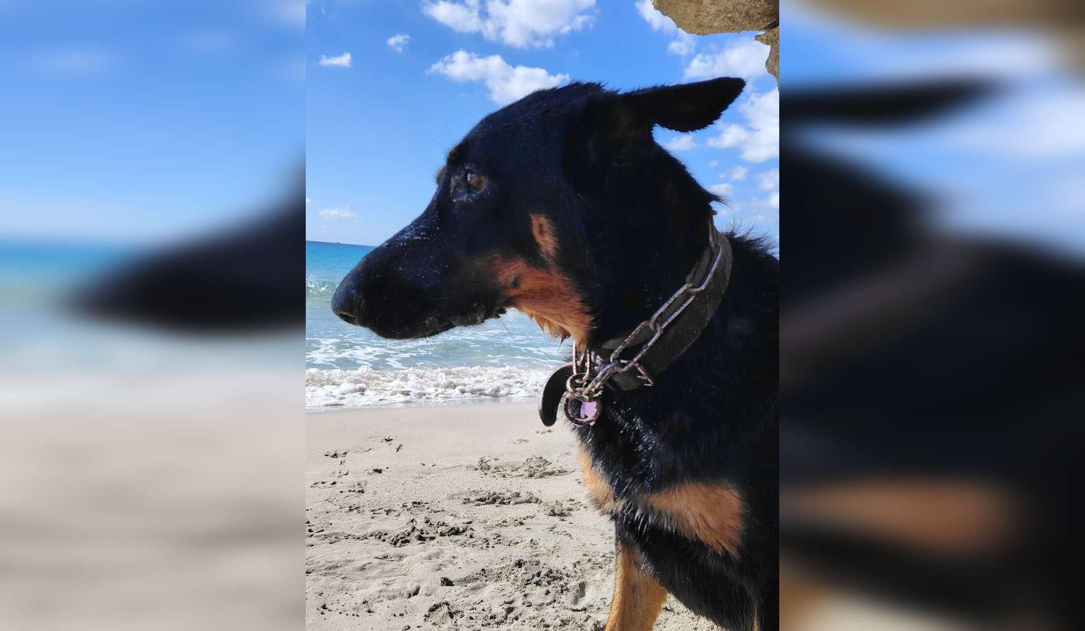 In Mallorca a magnificent three-year-old mix of German and Belgian shepherd. Also we have four cats.