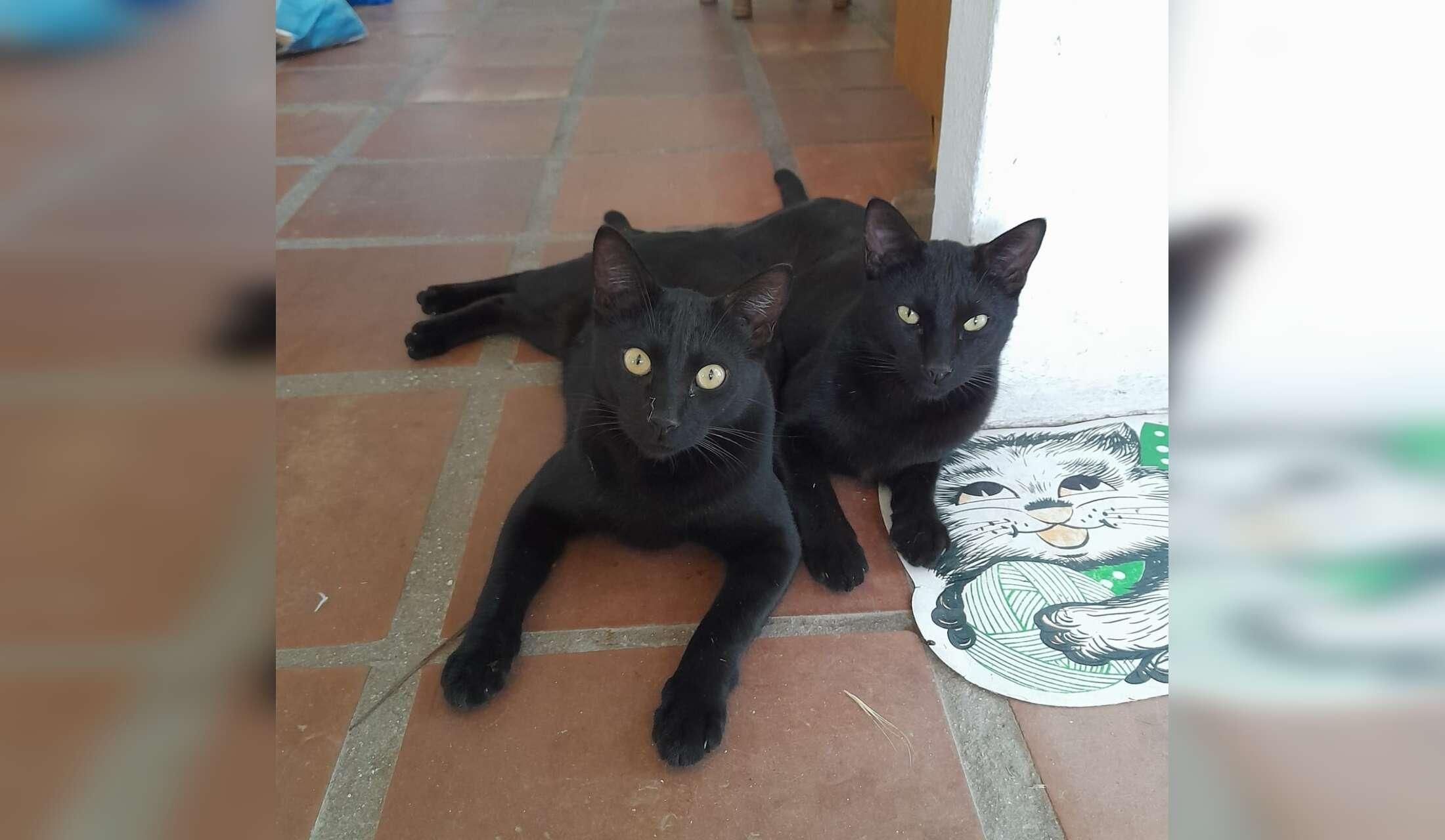 House sitter wanted for 3 weeks in March 2027 for quirky eco-friendly household in rural Andalucía, with beautiful mountain view and peaceful location