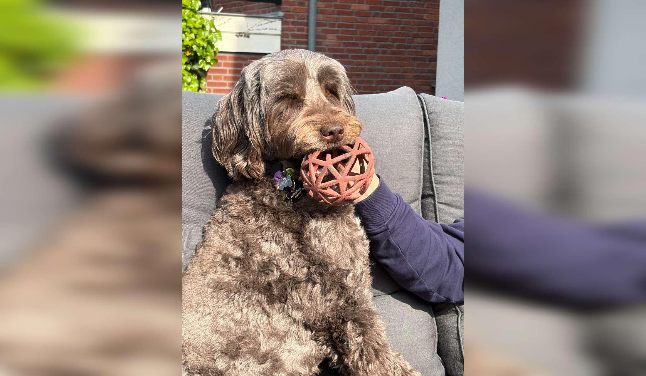 Seeking sitter for house and friendly labradoodle