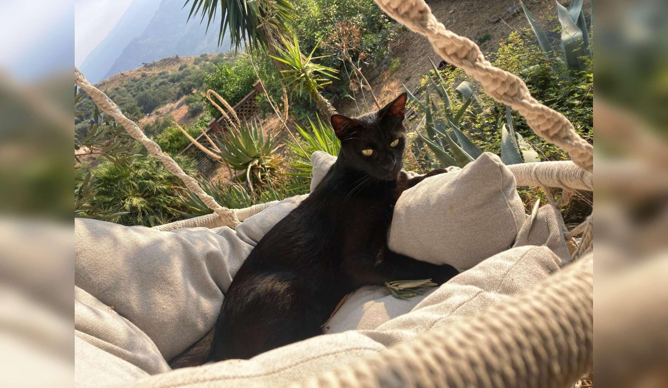 Dog walking and cat sitting in lovely countryside at Castelmola near Taormina (Sicily)