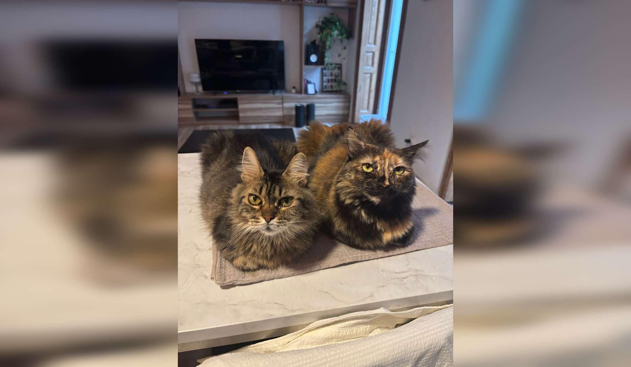 House & Cat Sitting in Madrid, Spain – 2 Cats, 12 Weeks