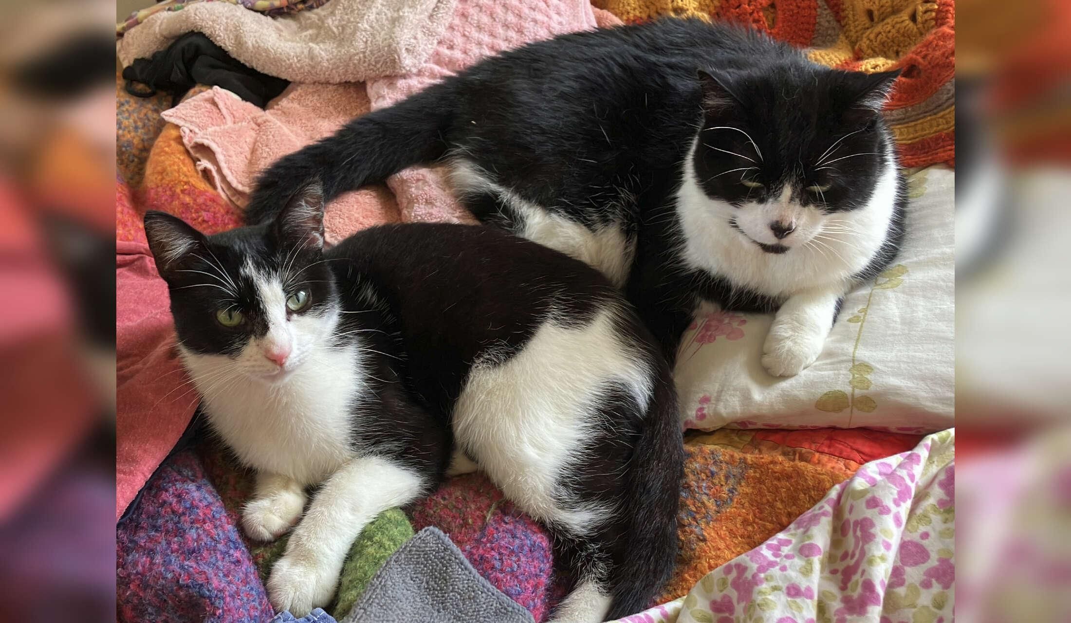 House/cat sitter needed 22 - 28 September at gorgeous house in Bantry - Image 2