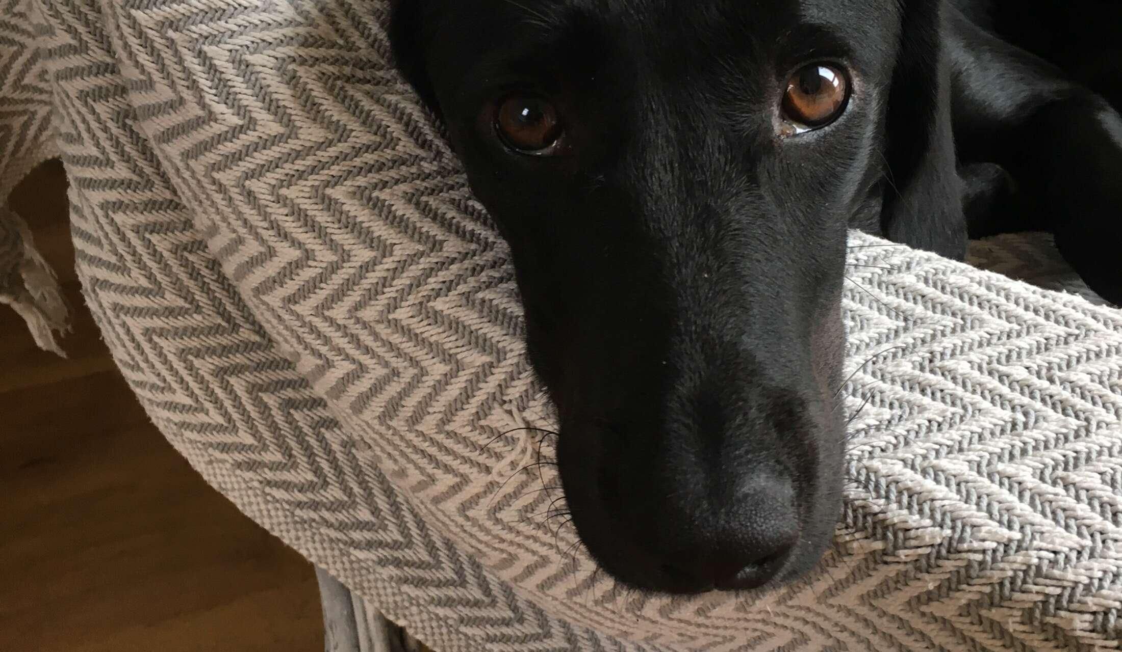 Dog lover for house sit in Dorset, UK - Image 7
