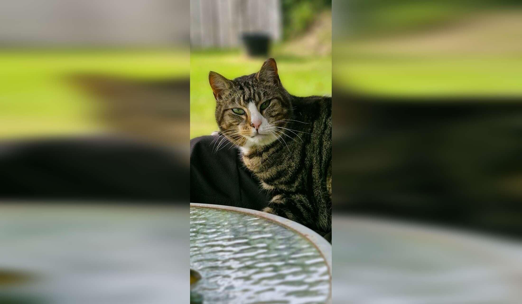 Experienced cat sitter requred - Image 7