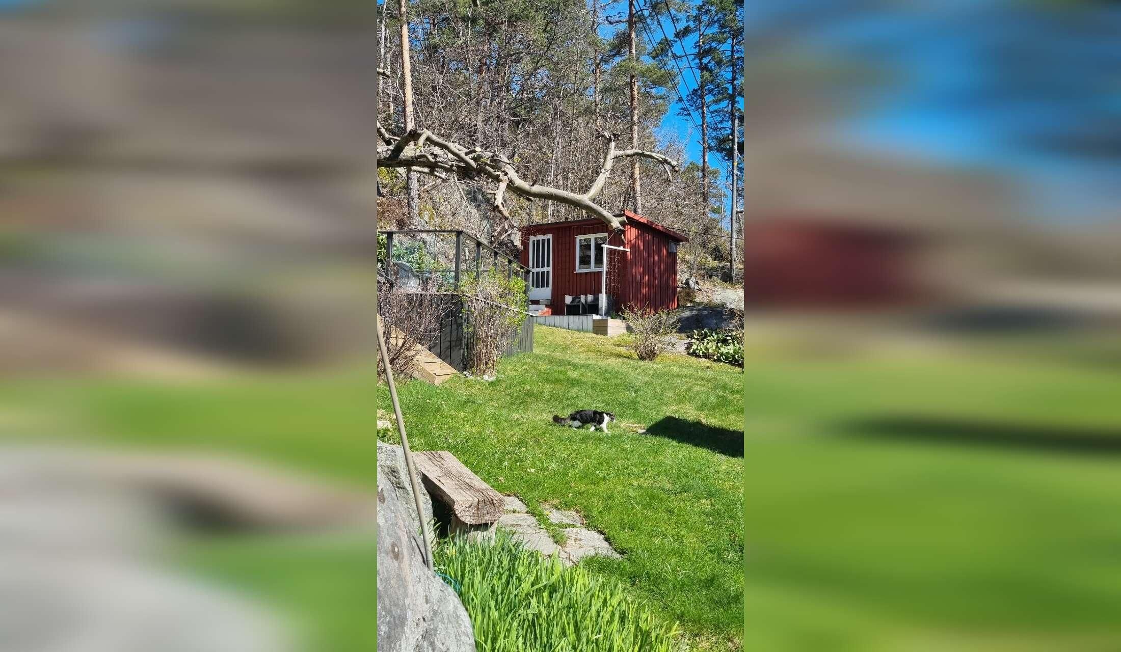 Hus og kattepasser i Arendal - Image 2