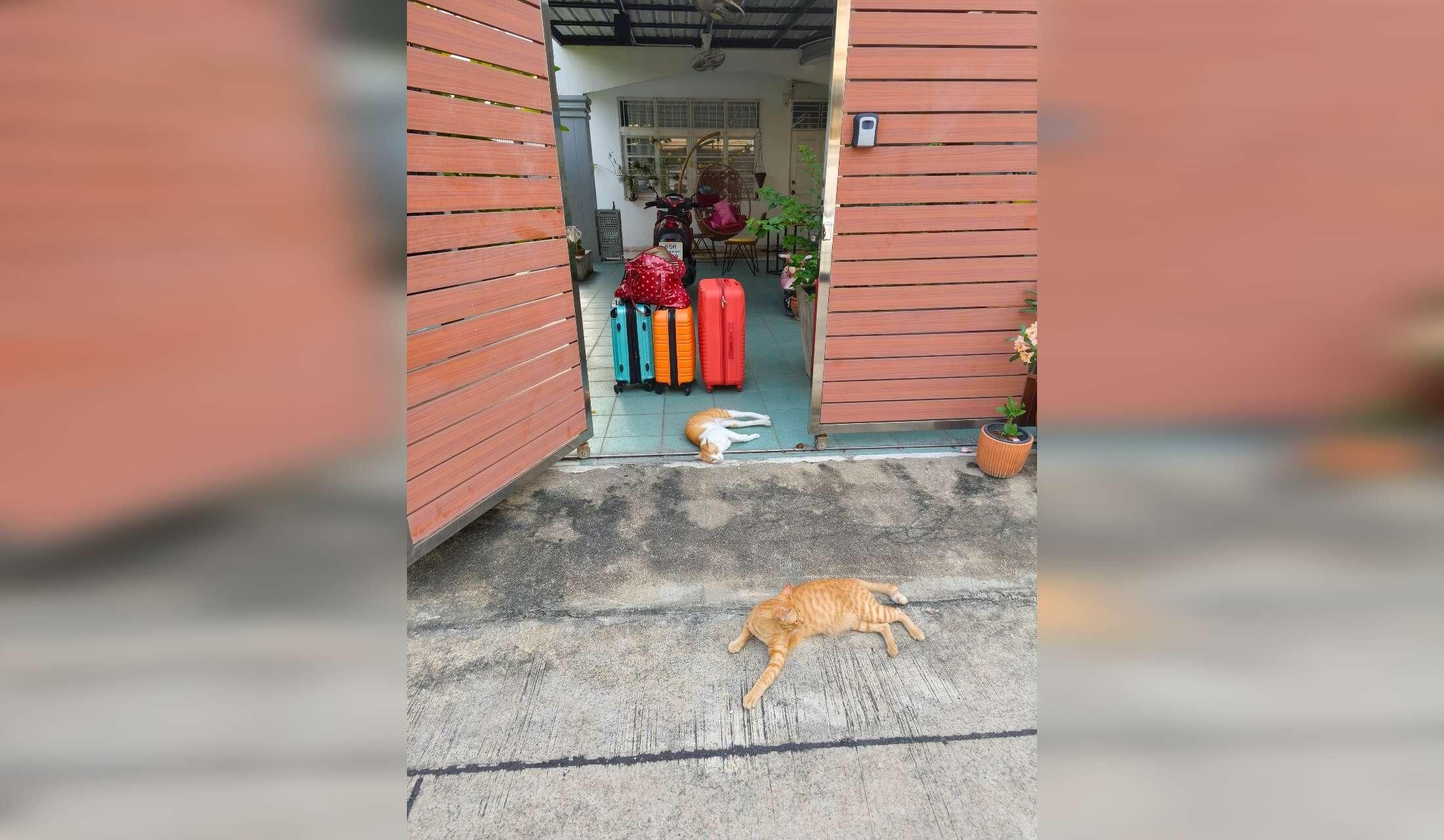 Fancy Xmas in Bangkok? Cats, fish, plants and house sitter wanted Sukhumvit 101, Bangkok
