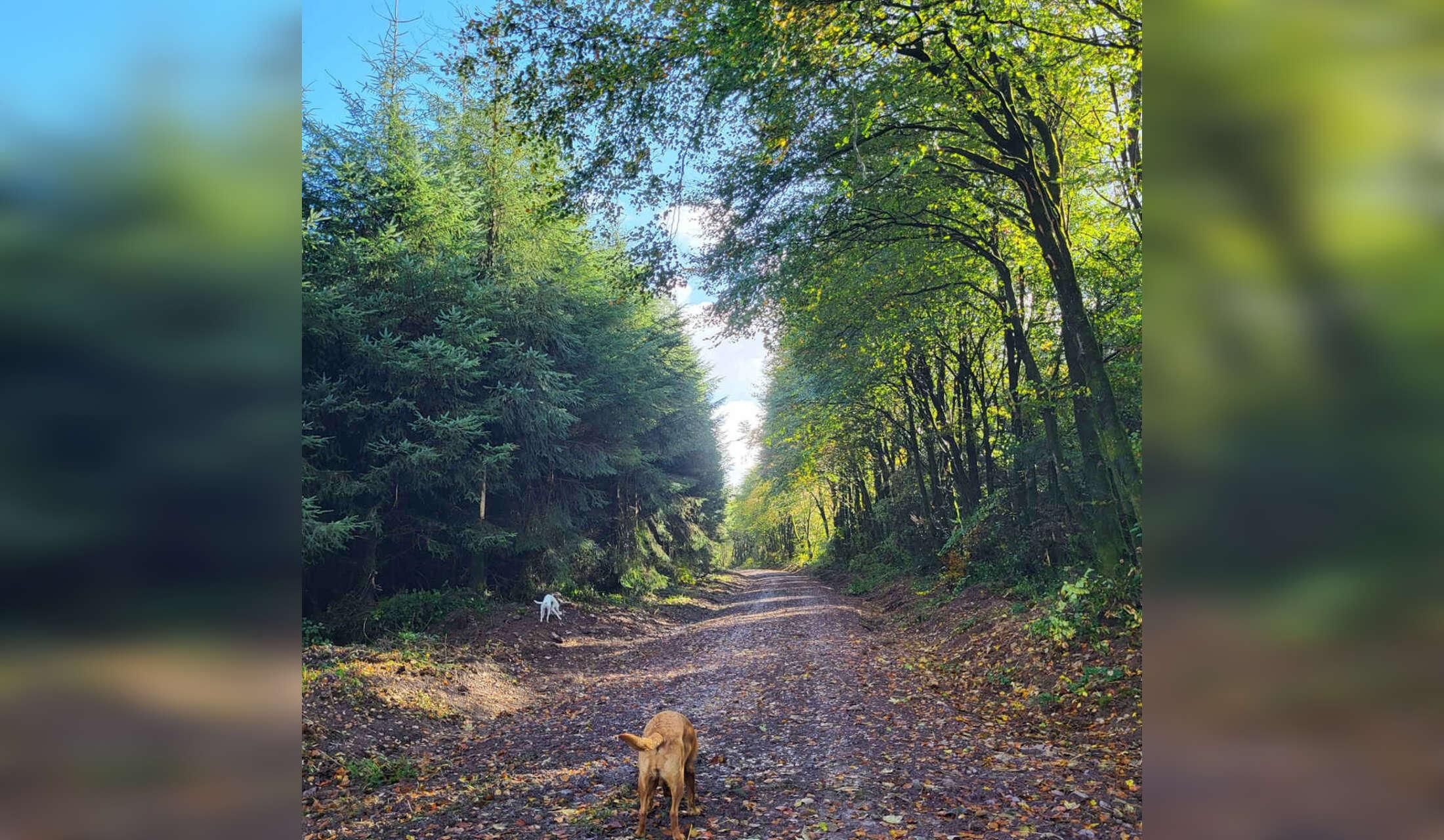 Tranquil country life with calm pets , forests and nature - Image 5