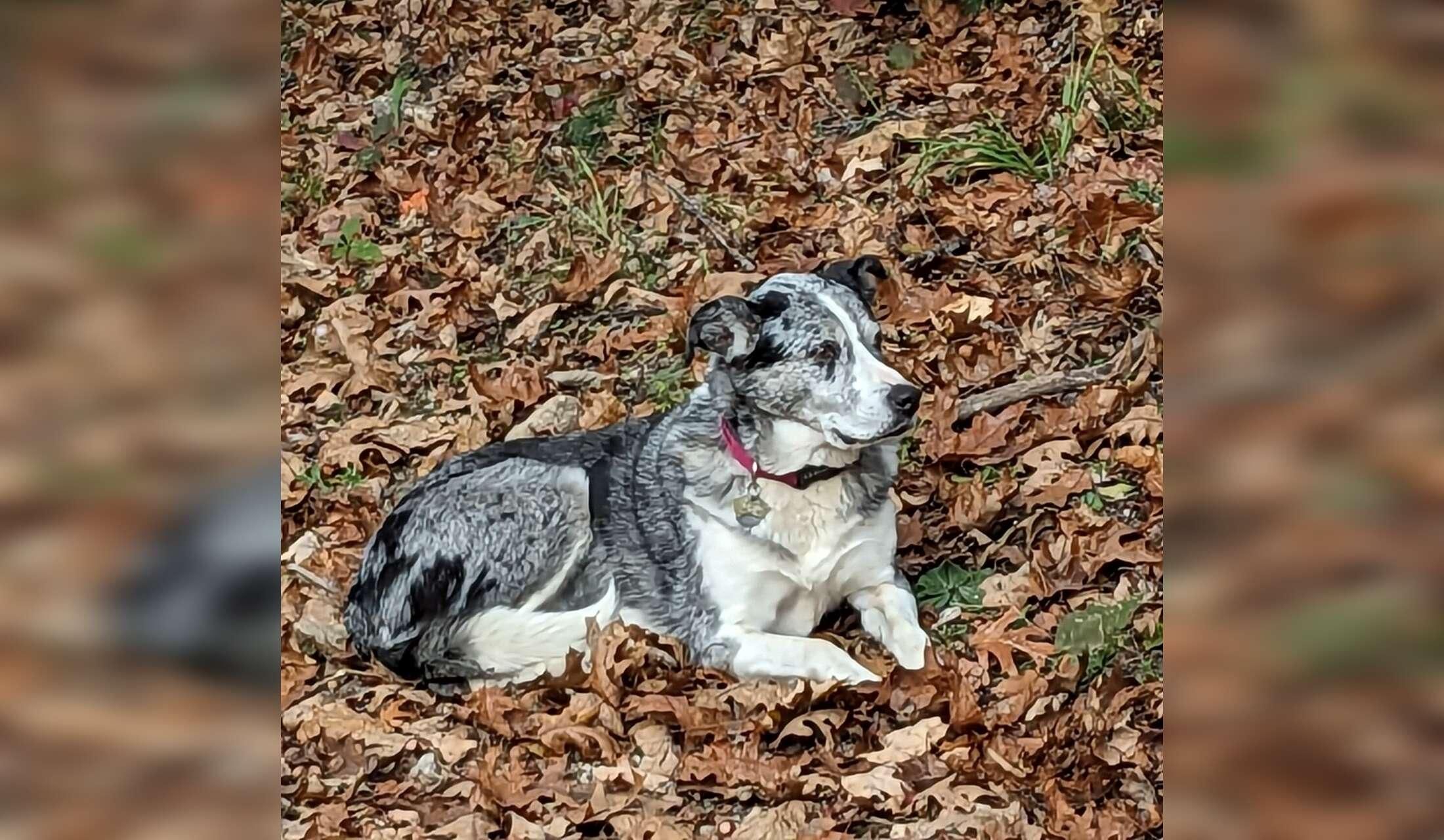 Lake Sunapee dog sitter needed! - Image 3