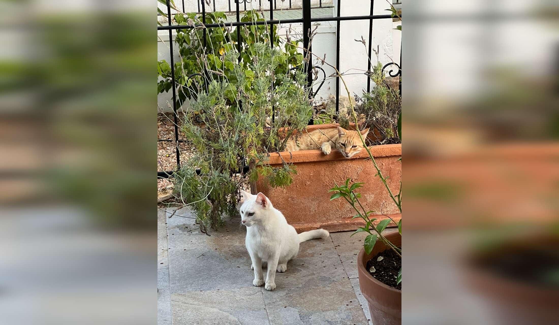 Costa Blanca kitties in comfy villa need replacement staff! - Image 10