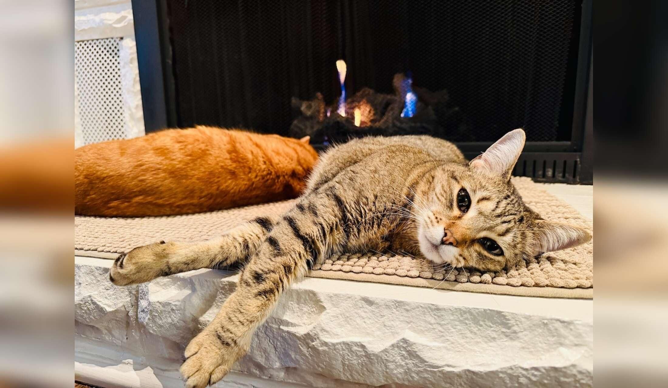 Peaceful home with easy pets in Chattanooga, TN - Image 3