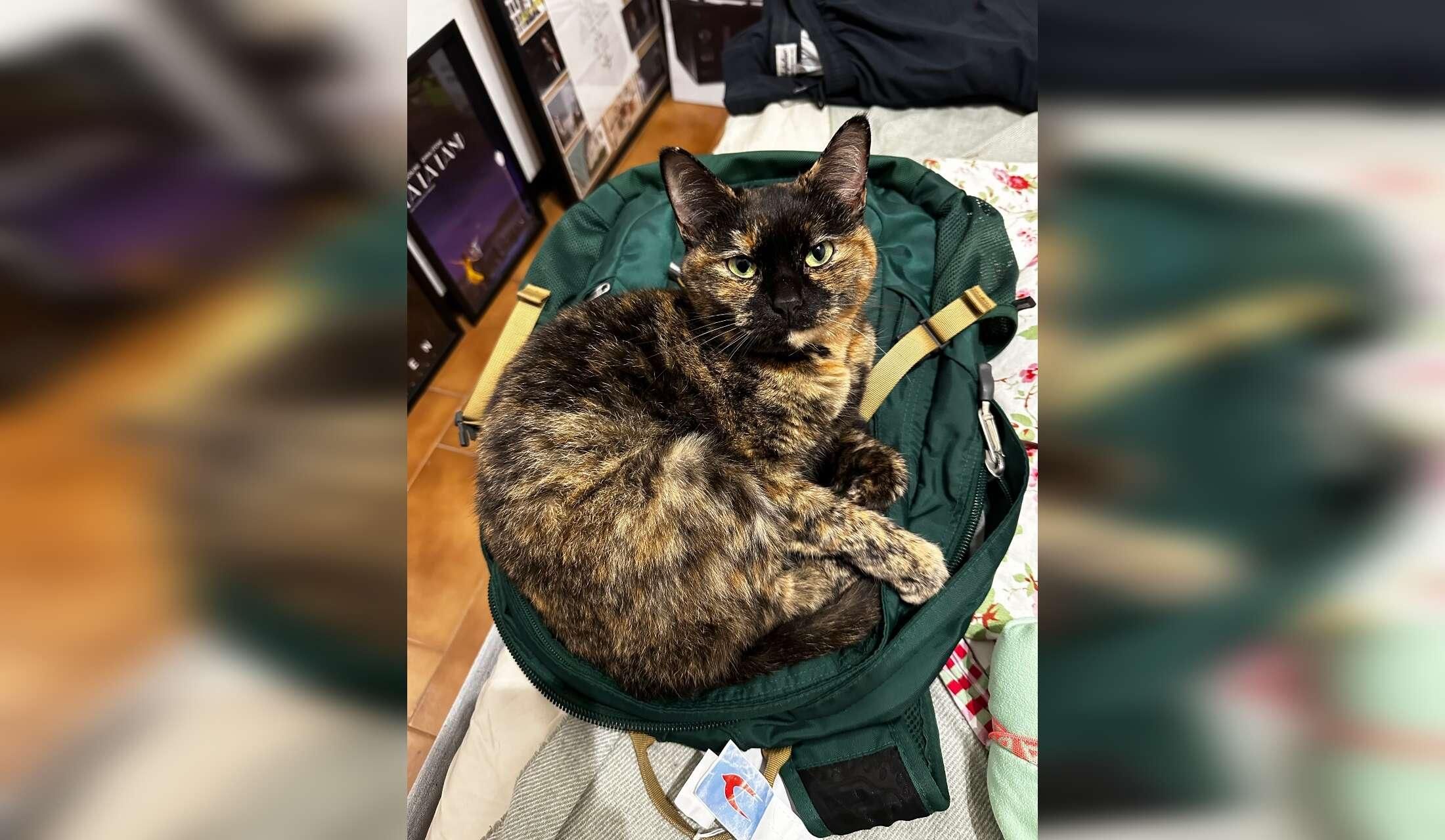 House keeper/cat sitter, with accomodation into house