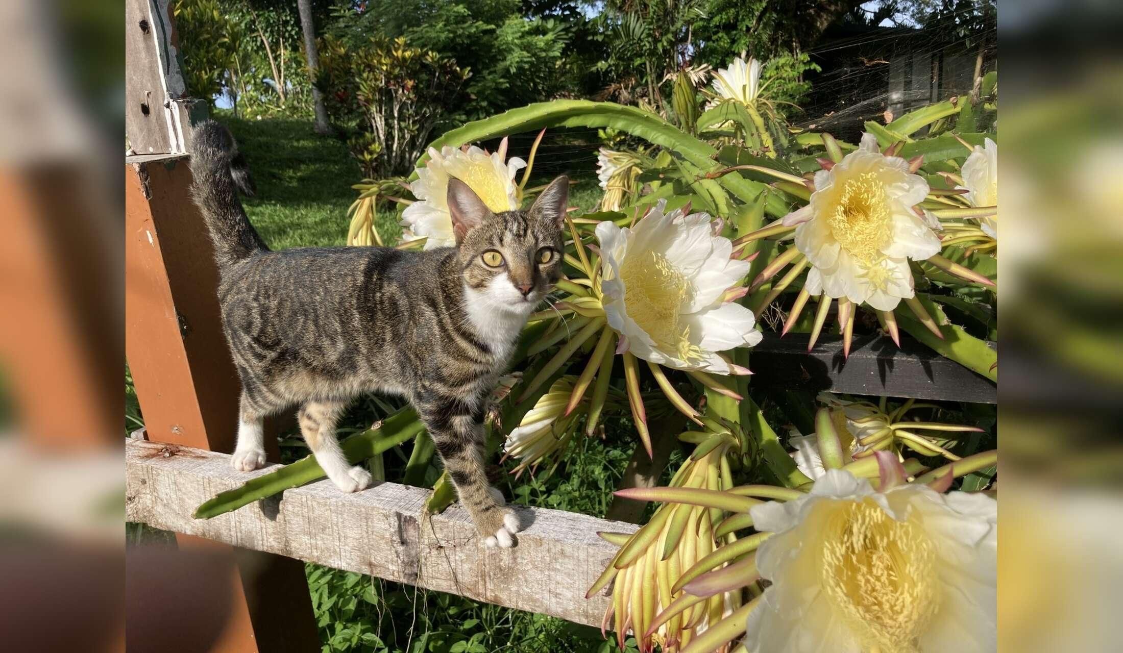 Fancy a 6 week holiday in an idyllic location in Fiji?  Dog/Cat Sitter needed! - Image 3
