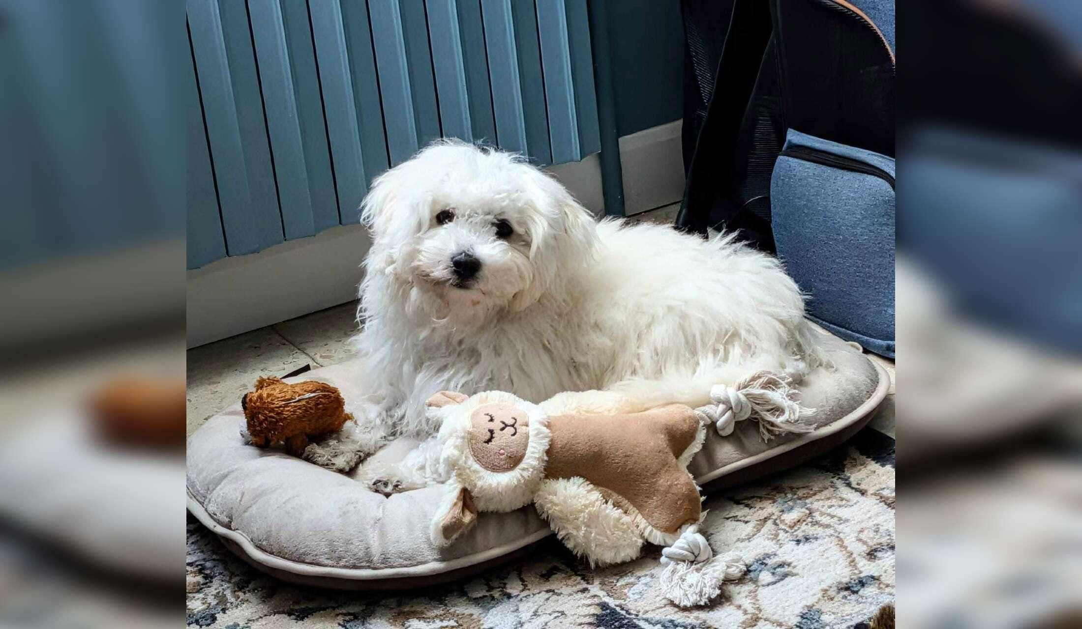 Meet Cane, a cute, friendly Bichon Bolognese looking for a new friend!