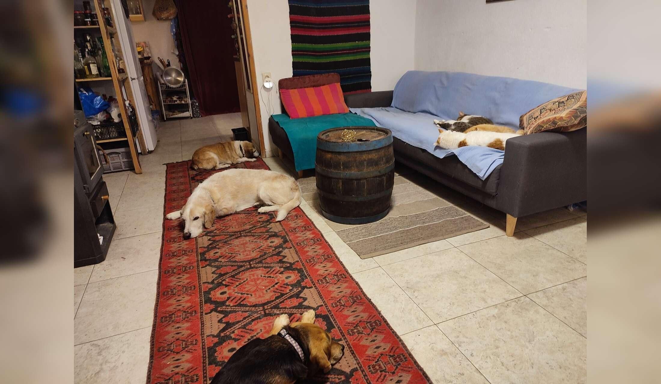 Rescue dogs and cats in rural Bulgaria - Image 5