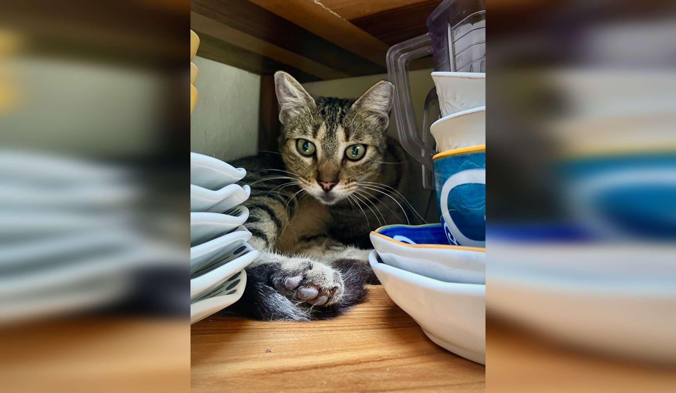 Looking for a couple to live close to the beach with 4 cats, Maggie, a senior dog, and a chicken. Close to the beach near San Carlos, Panamá - Image 8