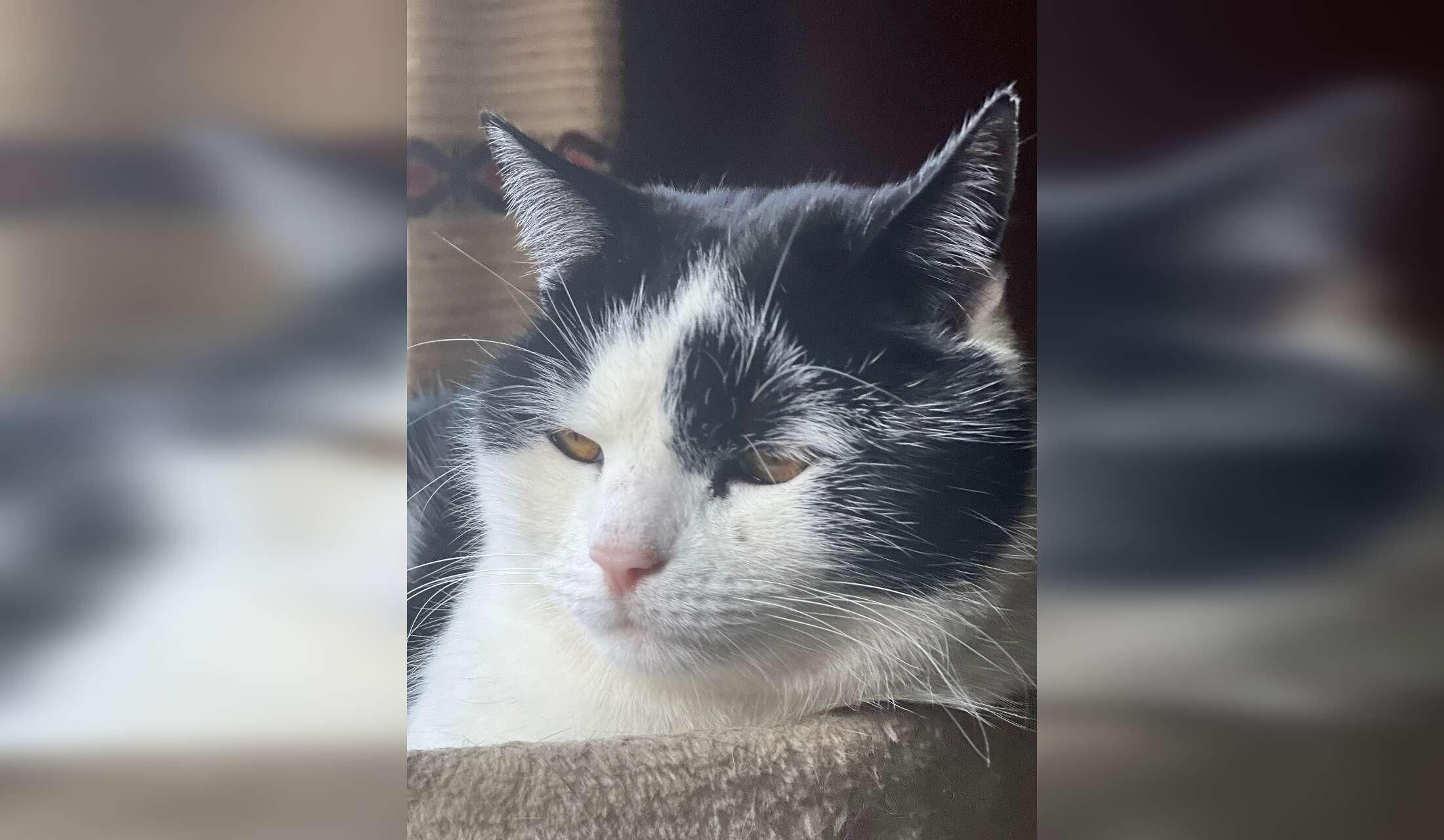 Wanted: house sitter / cat-and garden lover - Image 10