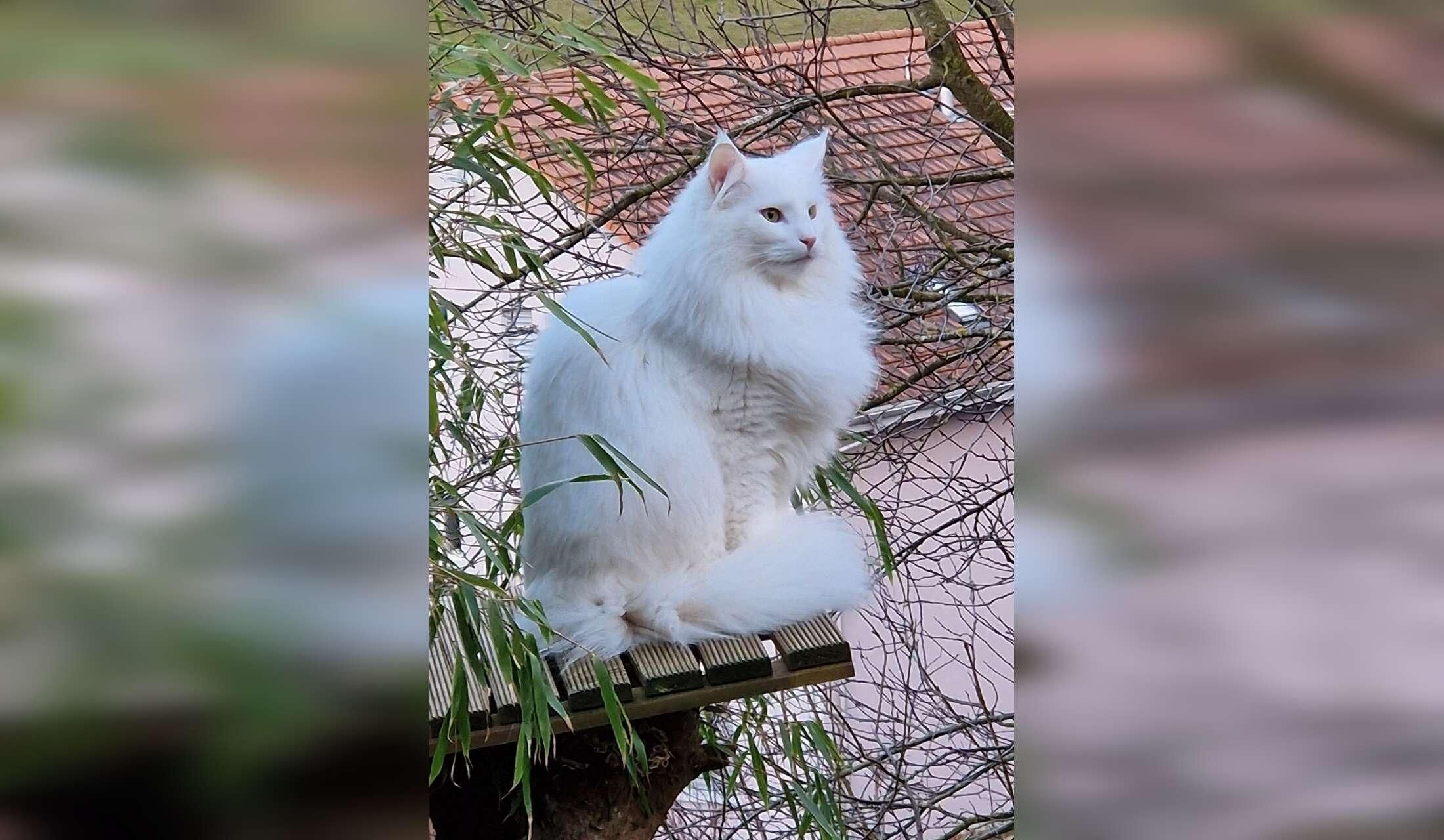One week in the Swiss country side with 4 lovely Norwegian forest cats - Image 5