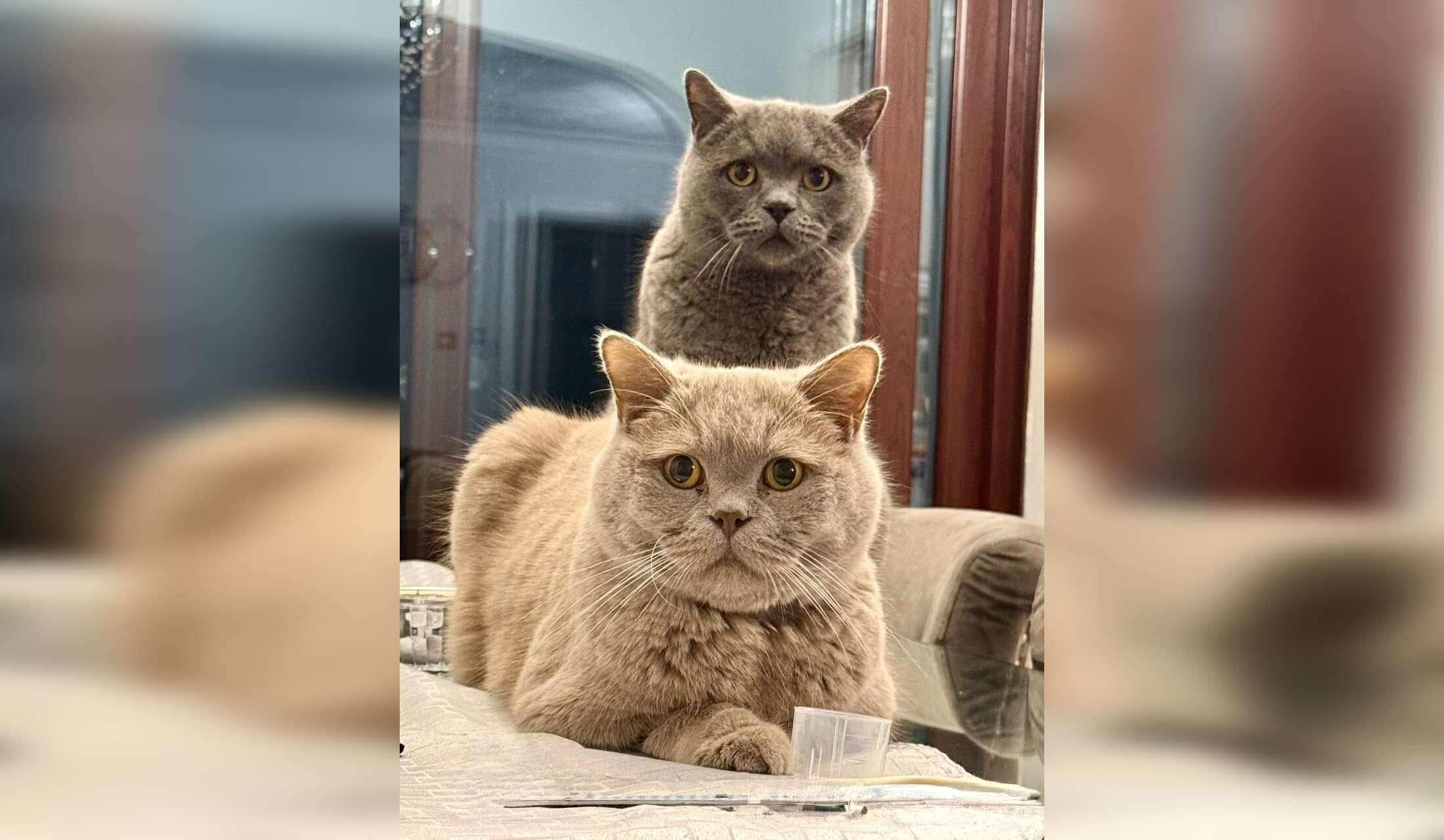 Looking for a sitter for 3 handsome British Shorthairs cats - Image 6