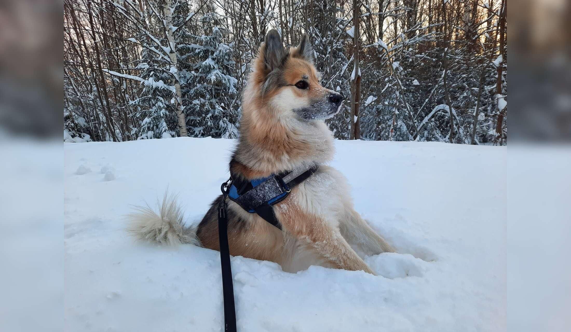 Beautiful Sweden in winter with a lovely dog and rabbit - Image 4