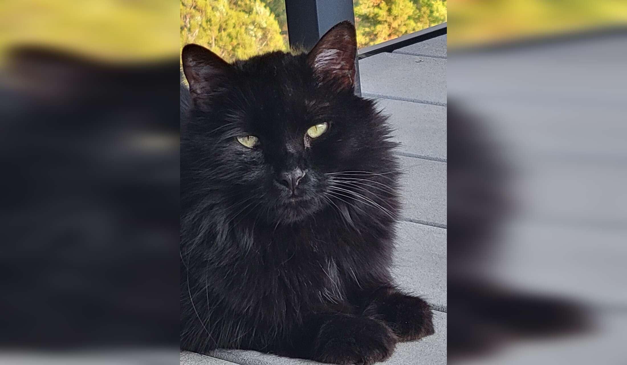 Cat Sitter needed in a beautiful, small mountain town in Colorado