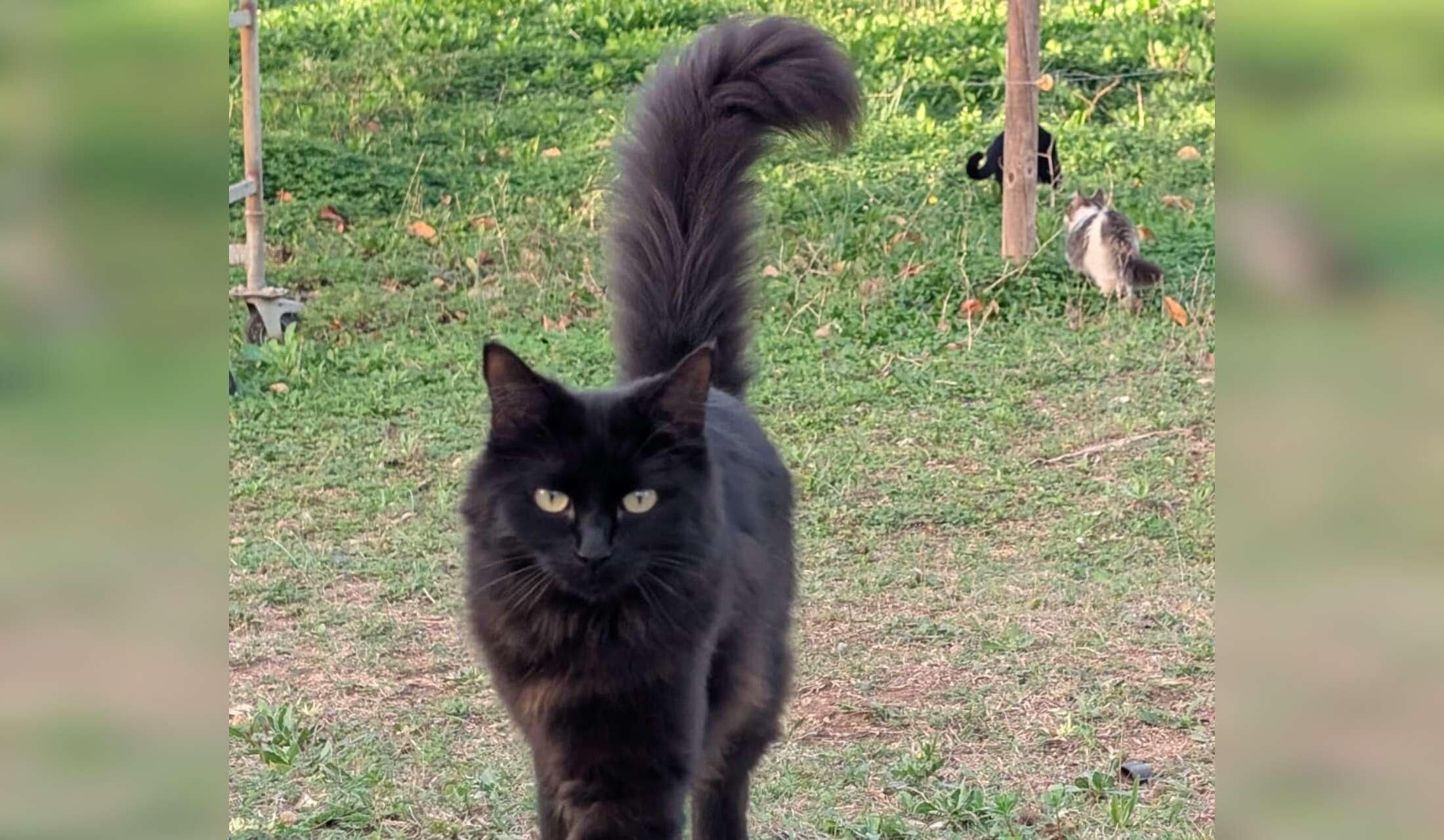 Professional Home and Petsitter wanted  for cats and donkeys in Sardinia, Italy - Image 8