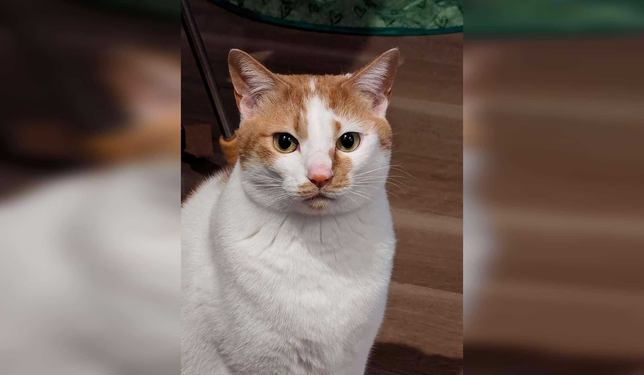 Quiet, calm sitter(s) needed for a scared but low-maintenance rescue cat near Tokyo